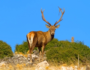 Mount Parnitha in Athens