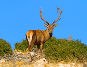 Mount Parnitha in Athens