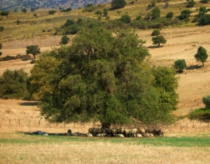 Σύντομη Ιστορία για τη Σαμοθράκη