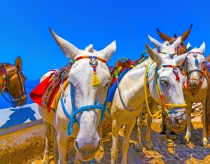 Getting Around in Santorini