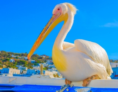 Petros the Pelican in Mykonos
